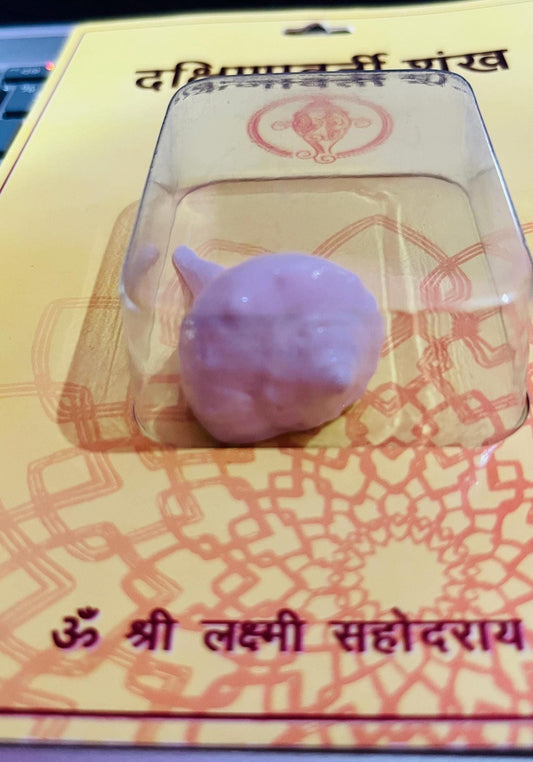 Dakshinavarti Shankh – Lakshmi Conch Shell for Wealth, Hindu Puja & Blessings