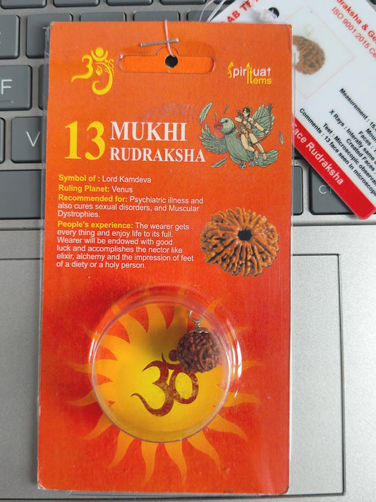 13 Mukhi Rudraksha Bead | Lab Certified, Venus Ruled Spiritual Bead