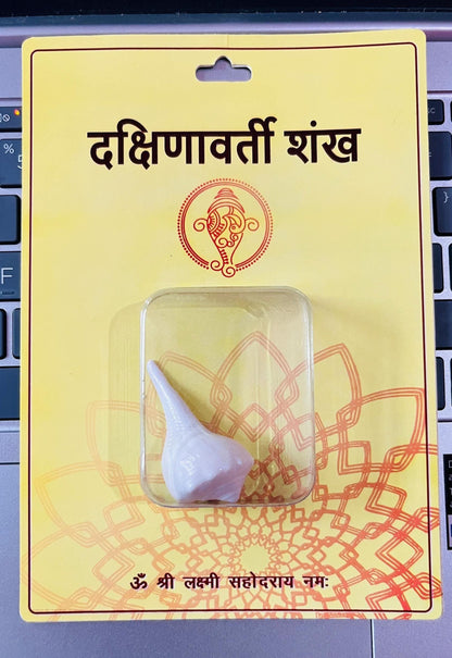 Dakshinavarti Shankh – Lakshmi Conch Shell for Wealth, Hindu Puja & Blessings
