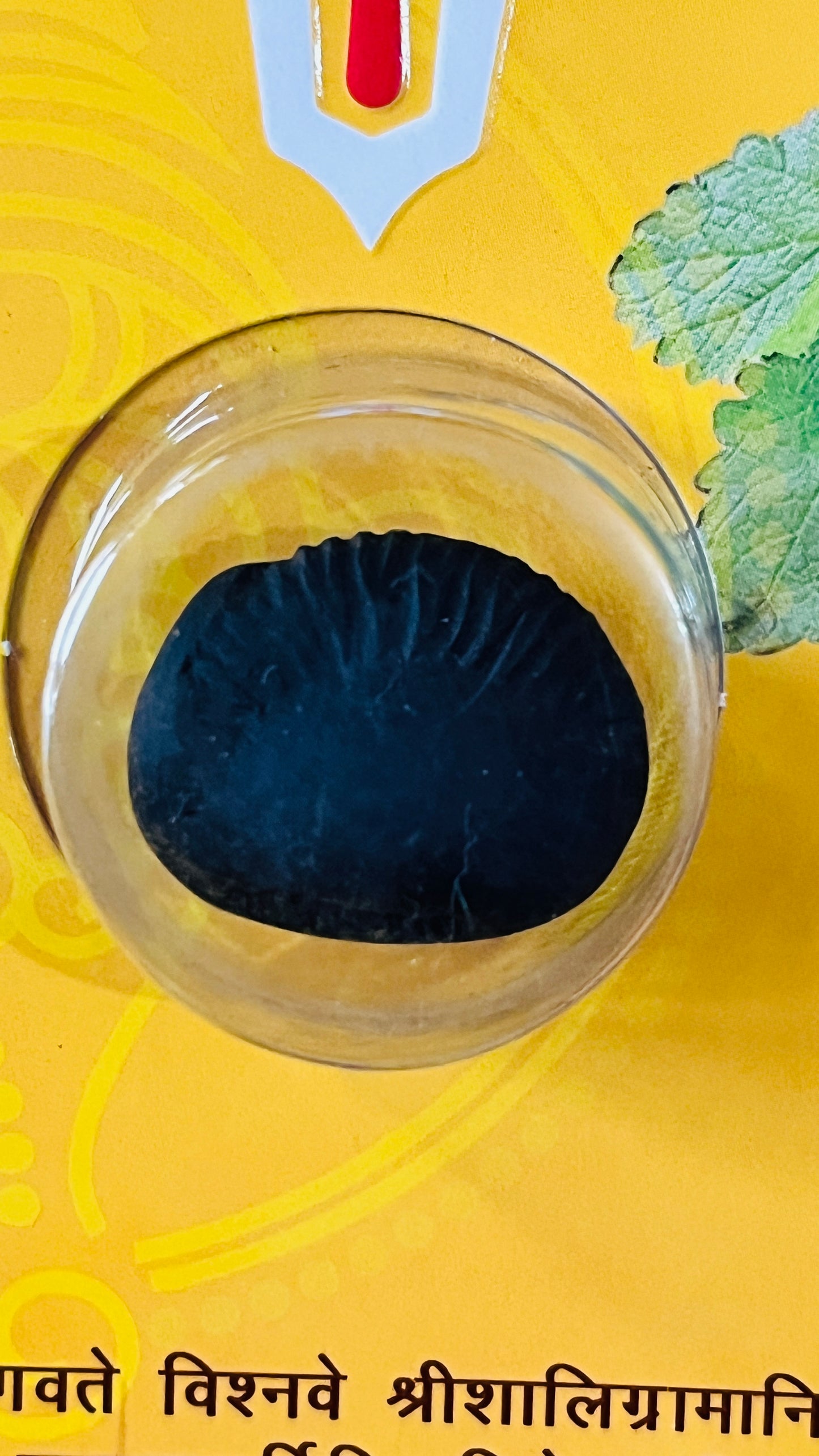 Laxmi Narayan Shaligram – Sacred Fossil Stone for Prosperity, Wealth & Worship