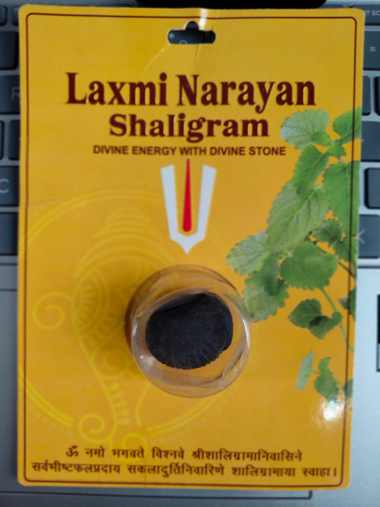 Laxmi Narayan Shaligram – Sacred Fossil Stone for Prosperity, Wealth & Worship