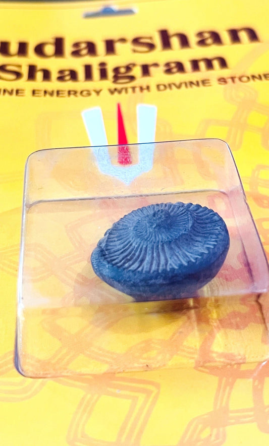 Sudarshan Shaligram – Natural Fossil Stone from Gandaki River